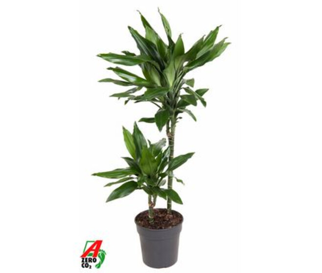 DRACAENA JANET LIND 45-15