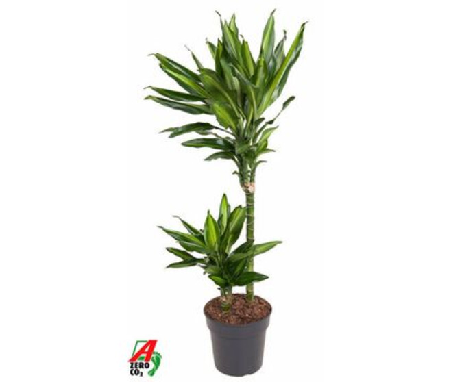 DRACAENA CINTHO 45-15
