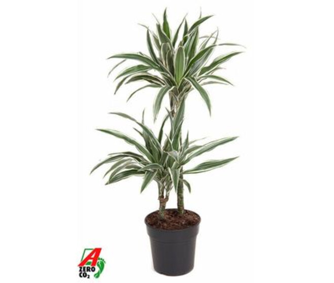 DRACAENA WHITE STRIPE 45-15