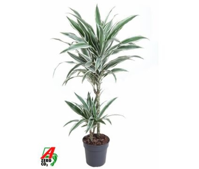 DRACAENA WHITE STRIPE 45-15