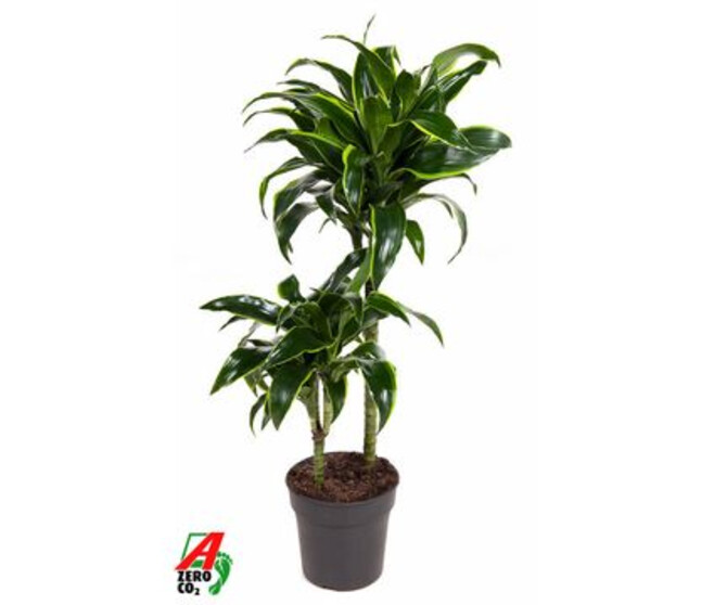 DRACAENA DORADO 45-15