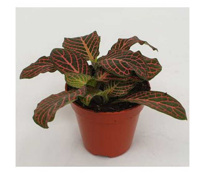 FITTONIA