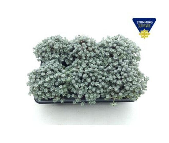 SEDUM CAPE BLANCO
