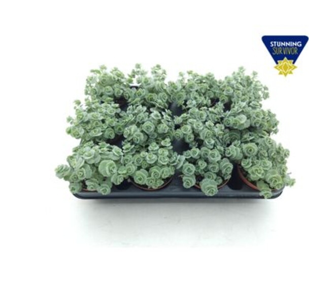 SEDUM SIEBOLDII