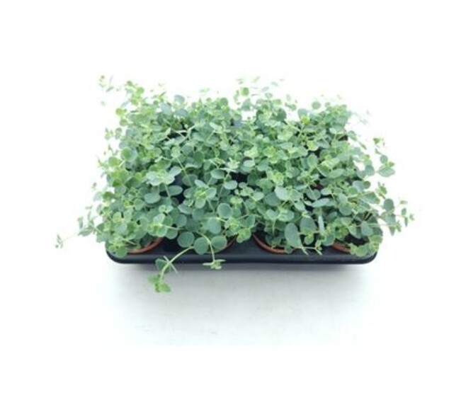 SEDUM SIEBOLDII