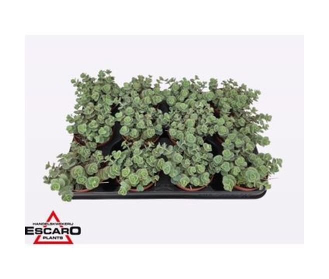 SEDUM SIEBOLDII