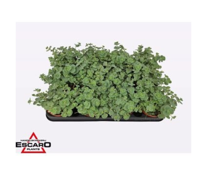 SEDUM SIEBOLDII