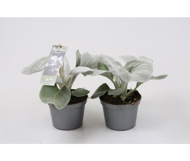 SENECIO CANDICANS