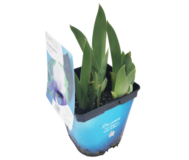 IRIS NIGHT EDITION