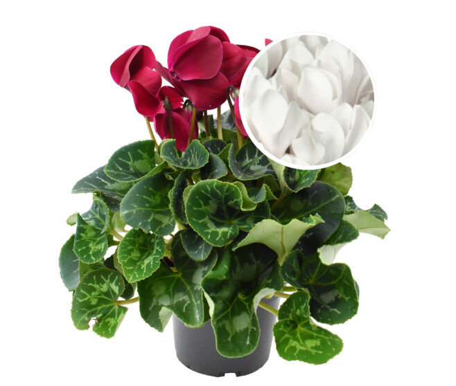 CYCLAMEN 25/30 BLANC