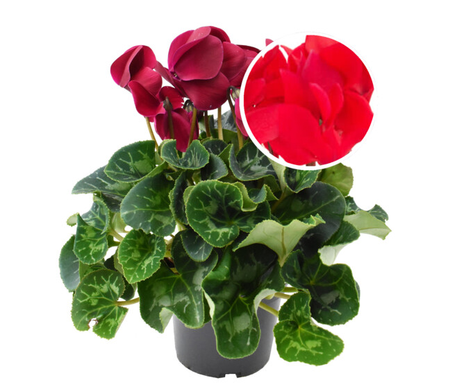CYCLAMEN 25/30 ROUGE