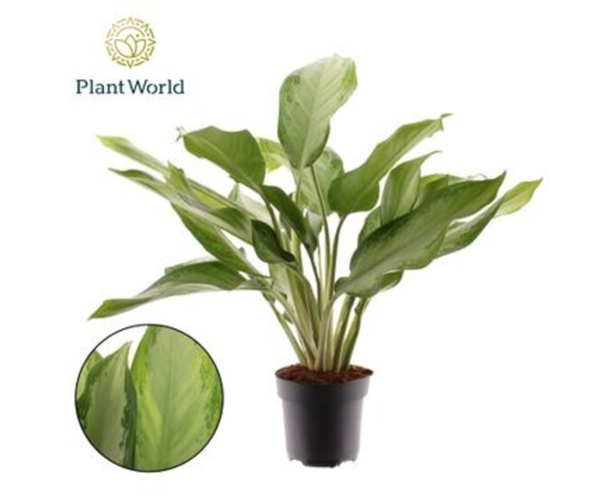 AGLAONEMA CLEOPATRA