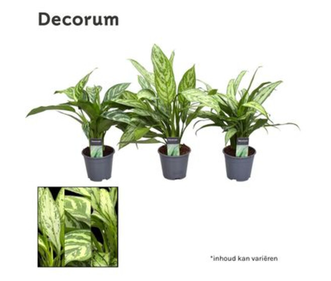 AGLAONEMA VARIE