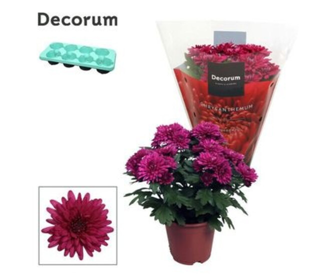 DENDRANTHEMA CHRYSTAL PURPLE