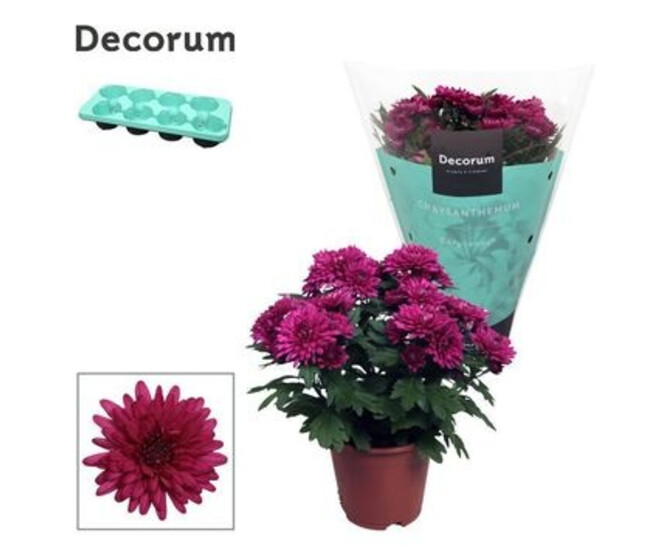 DENDRANTHEMA CHRYSTAL PURPLE