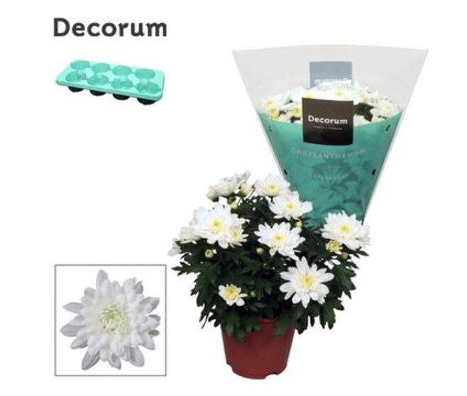 DENDRANTHEMA CHRYSTAL BLANC