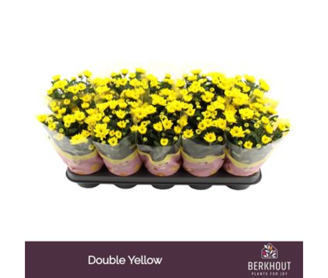 DENDRANTHEMA FL DBLE JAUNE