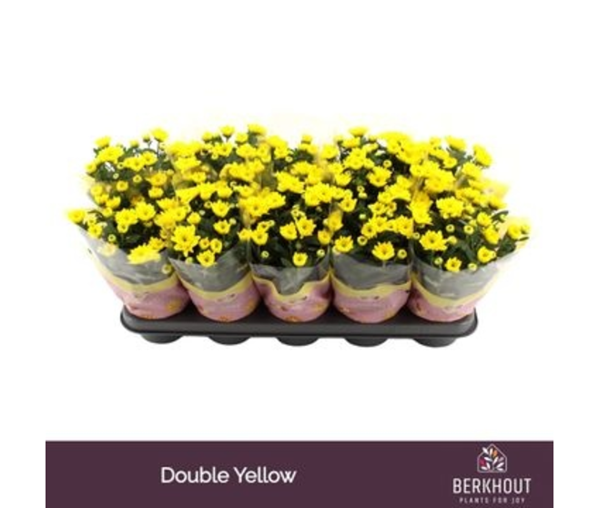 DENDRANTHEMA FL DBLE JAUNE