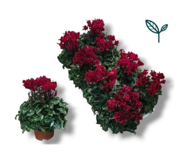 CYCLAMEN SUPER COMPACT ROUGE