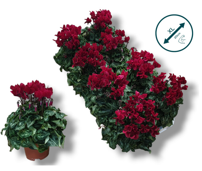 CYCLAMEN SUPER COMPACT ROUGE