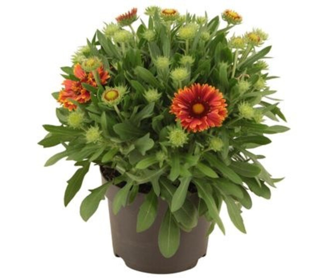 GAILLARDE 2COULEURS