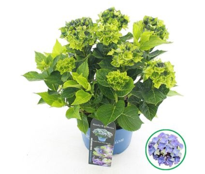 HORTENSIA MACROPHYLLA