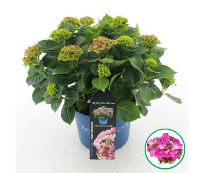 HORTENSIA MACROPHYLLA