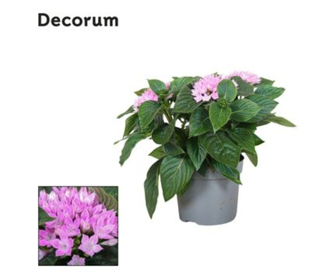 PENTAS STARCLUSTER LAVENDER