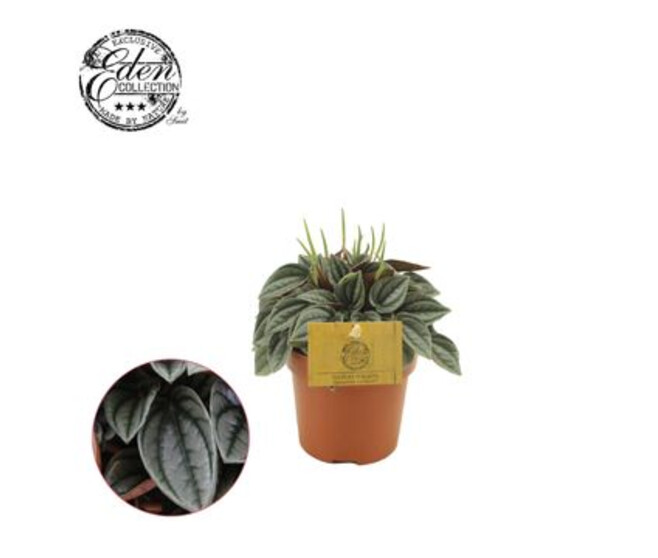 PEPEROMIA NAPOLI NIGHTS