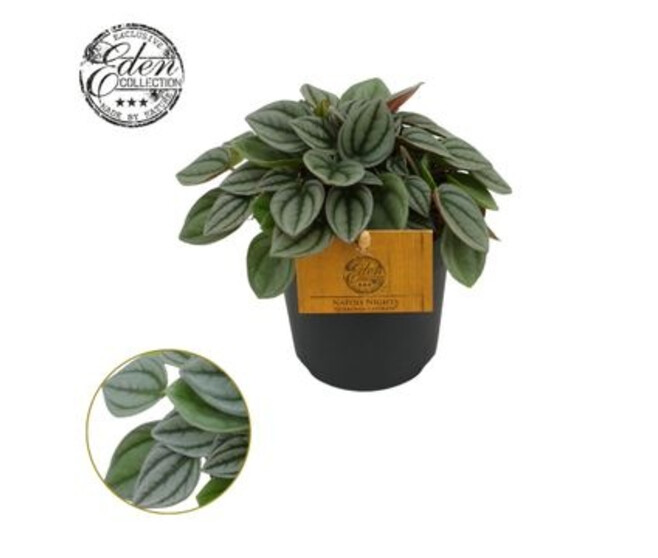 PEPEROMIA NAPOLI NIGHTS