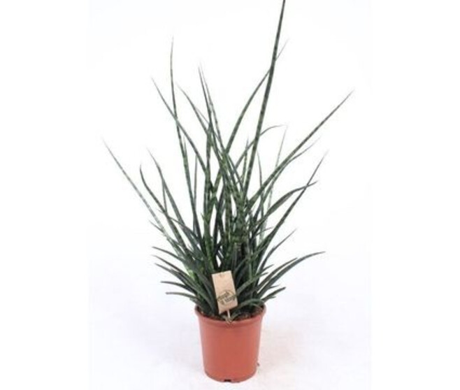 SANSEVIERIA FERNWOOD