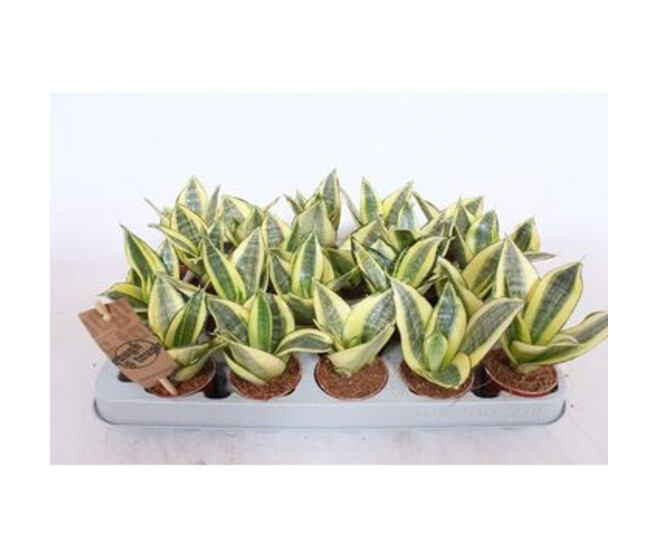 SANSEVIERIA GOLDEN HAHNII