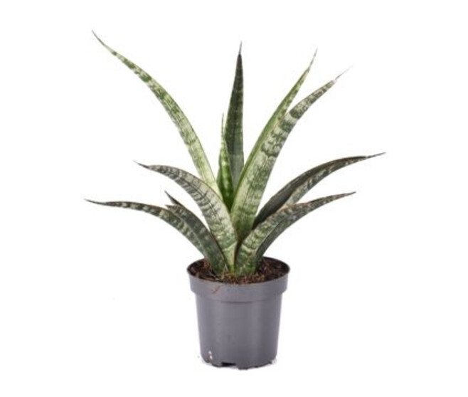 SANSEVIERIA TRIFASCIATA