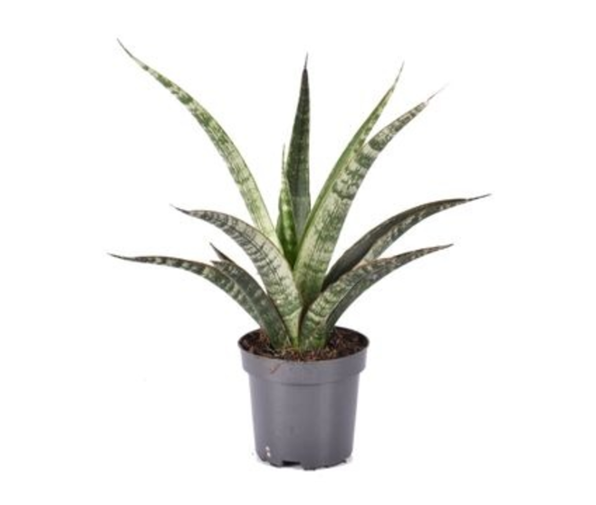 SANSEVIERIA TRIFASCIATA