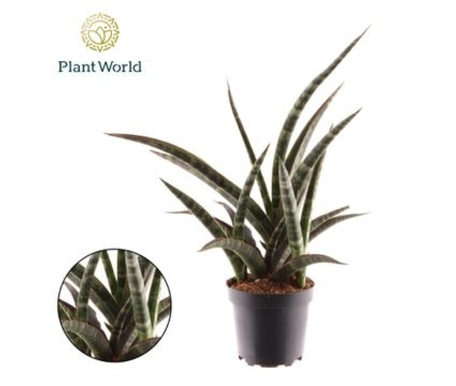 SANSEVIERIA TRIFASCIATA