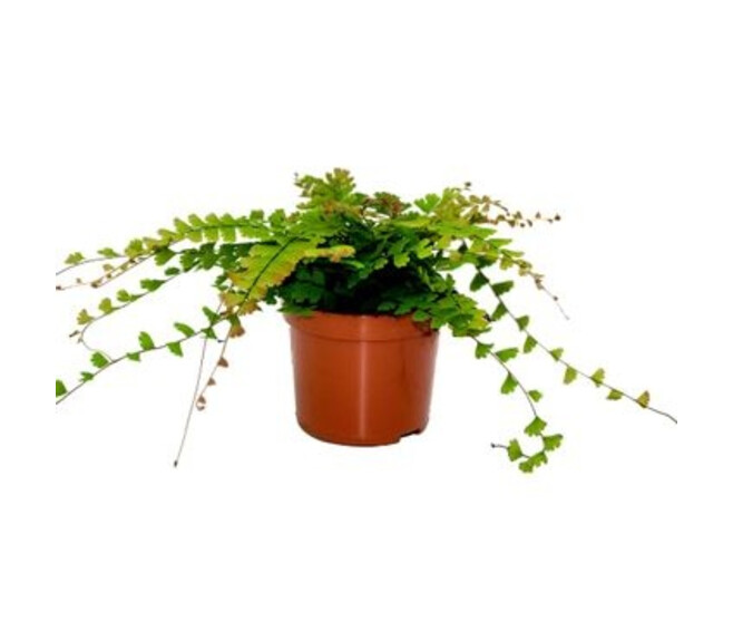 ADIANTUM CAUDATUM