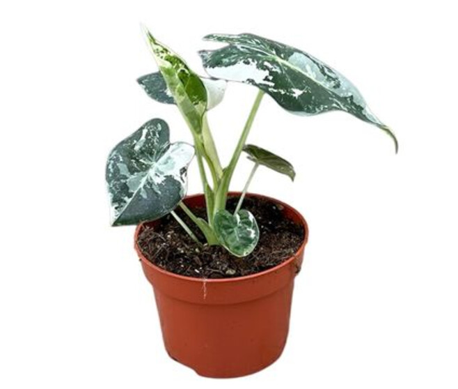 ALOCASIA