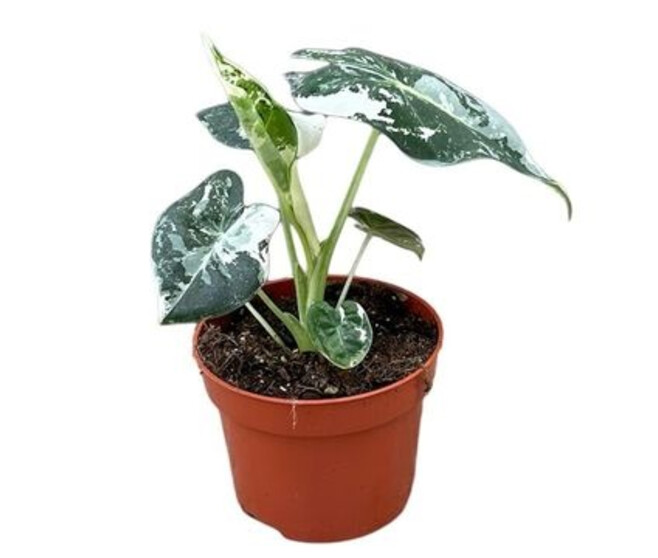 ALOCASIA