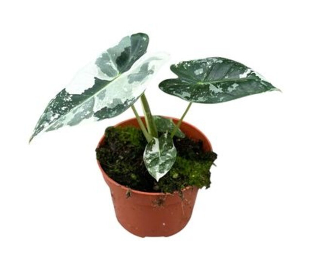 ALOCASIA