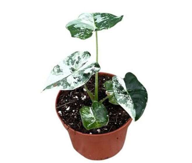 ALOCASIA
