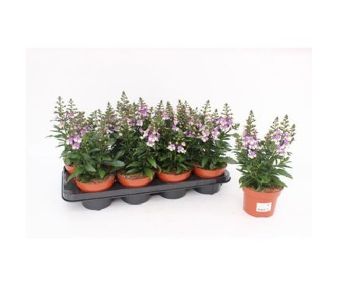 ANGELONIA LAVENDER
