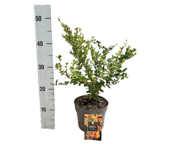 BERBERIS JAUNE ORANGE