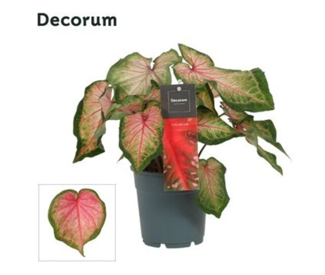 CALADIUM DECORUM