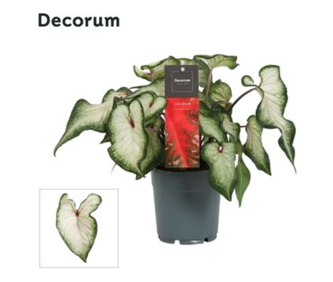 CALADIUM DECORUM