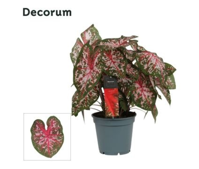 CALADIUM DECORUM