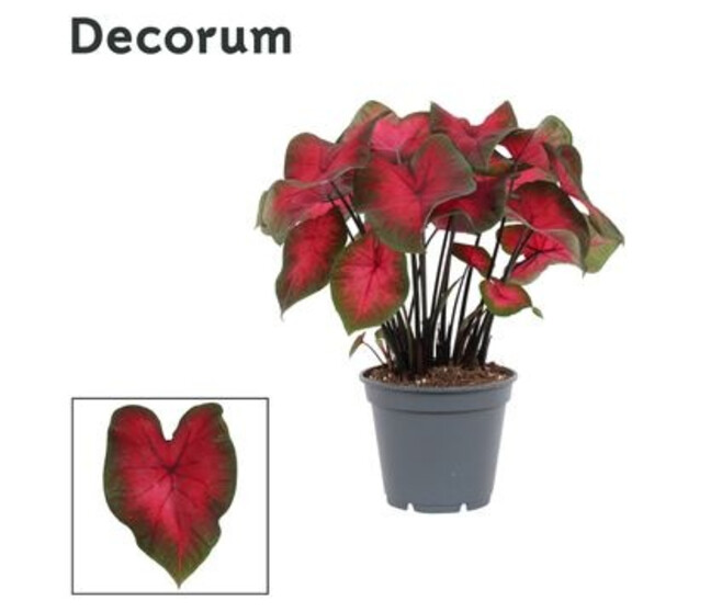 CALADIUM DECORUM