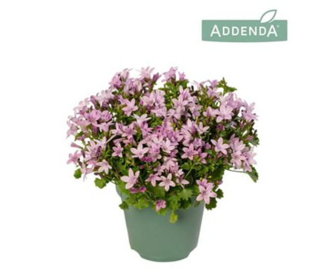 CAMPANULE AMBELLA ROSE