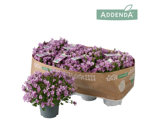 CAMPANULE AMBELLA ROSE