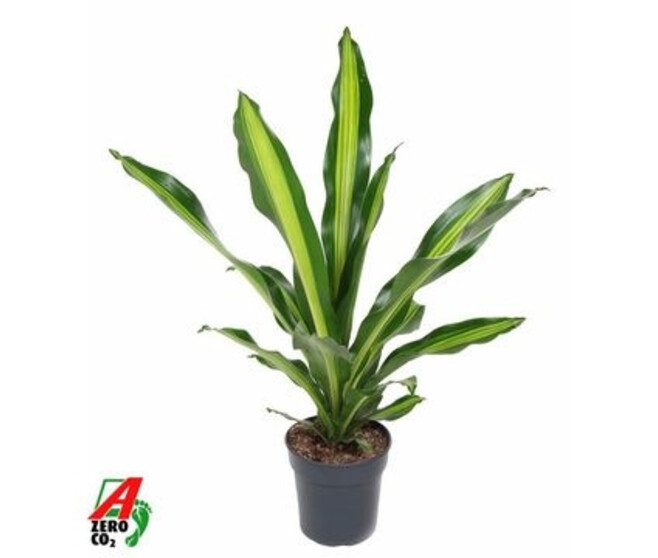 DRACAENA BURLEY