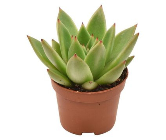 ECHEVERIA MIRANDA